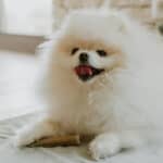 How to Introduce Dog Chews Into Your Dog’s Daily Routine