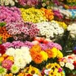 Top 5 Wholesale Flower Stores