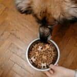 How To Feed Your Dog According To Activity Level