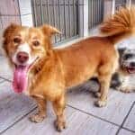 Signs You Need Overnight Pet Boarding Services
