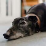 What Are the Most Common Health Problems in Older Dogs