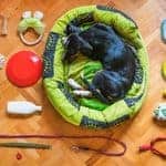 How to Choose Dog Gear That Survives Real Life With a Power Chewer