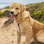 Top 4 Pet Insurance Companies 2026