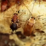 Extermination De Coquerelle