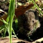Un gerbois dans son terrier entouré de végétation.