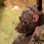 Rongeur, souris noire émergée d'un trou dans la pierre, contrôle des nuisibles, détection des rongeurs | Extermination efficace de rongeurs à Montréal.