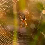 Araignée tisseuse dans sa toile, parasite nuisible, contrôle des insectes, extermination efficace, service professionnel, désinsectisation rapide, lutte contre les nuisibles, prévention infestations, santé et hygiène.