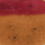 Double soup of red and yellow peppers