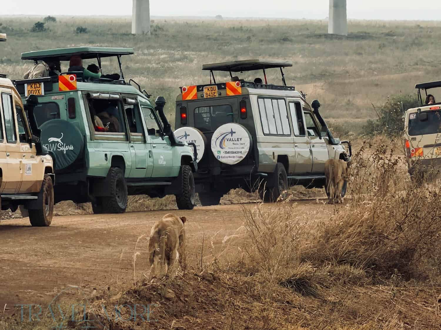 Multiple safari vehicles parked on a dirt track as lions walk nearby, with an elevated railway in the background, capturing a dramatic safari moment perfect for practising wildlife photography timing.