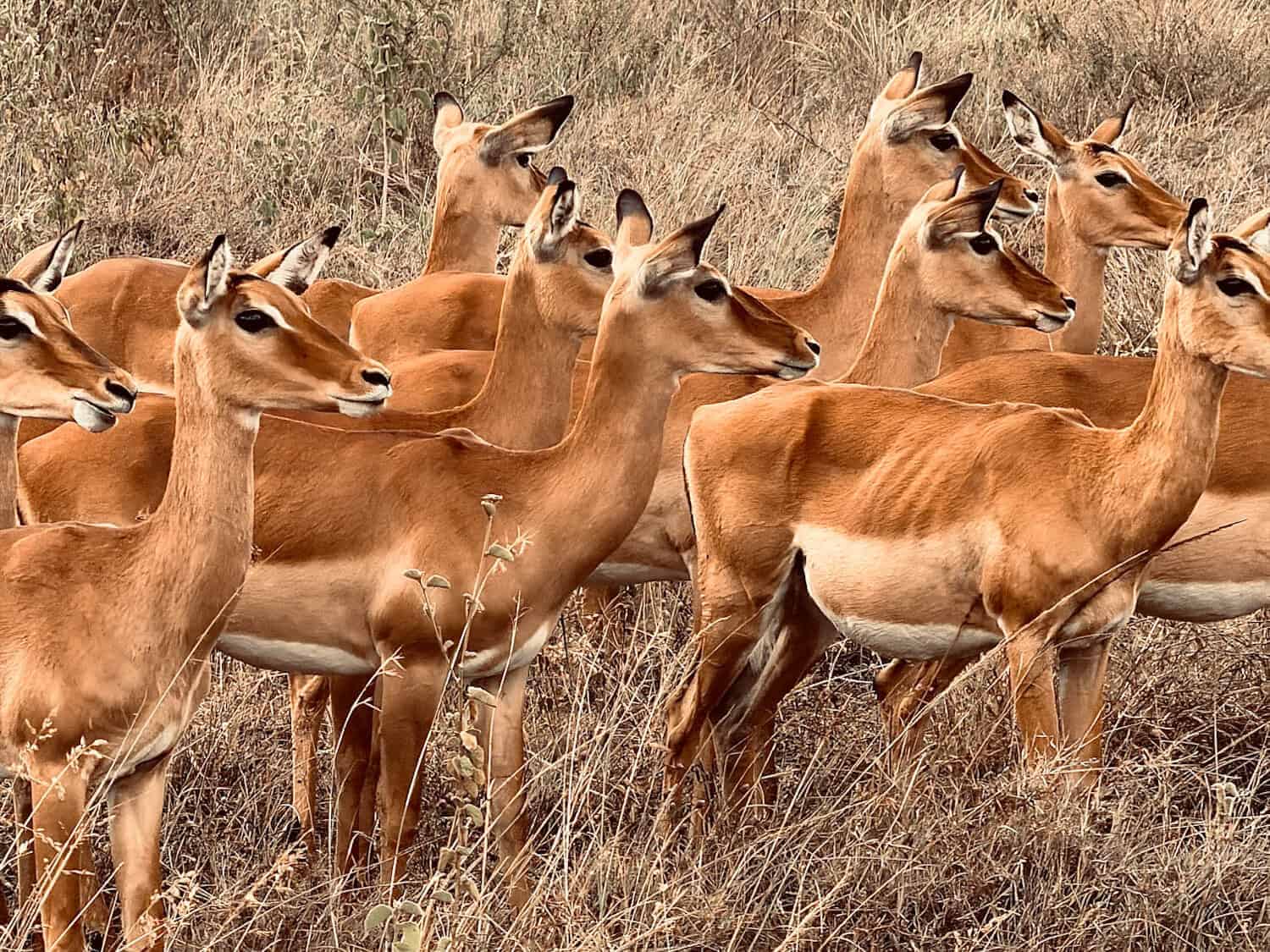 A herd of impalas standing in dry grass, all facing the same direction, perfect for practising wildlife group composition in safari photography.