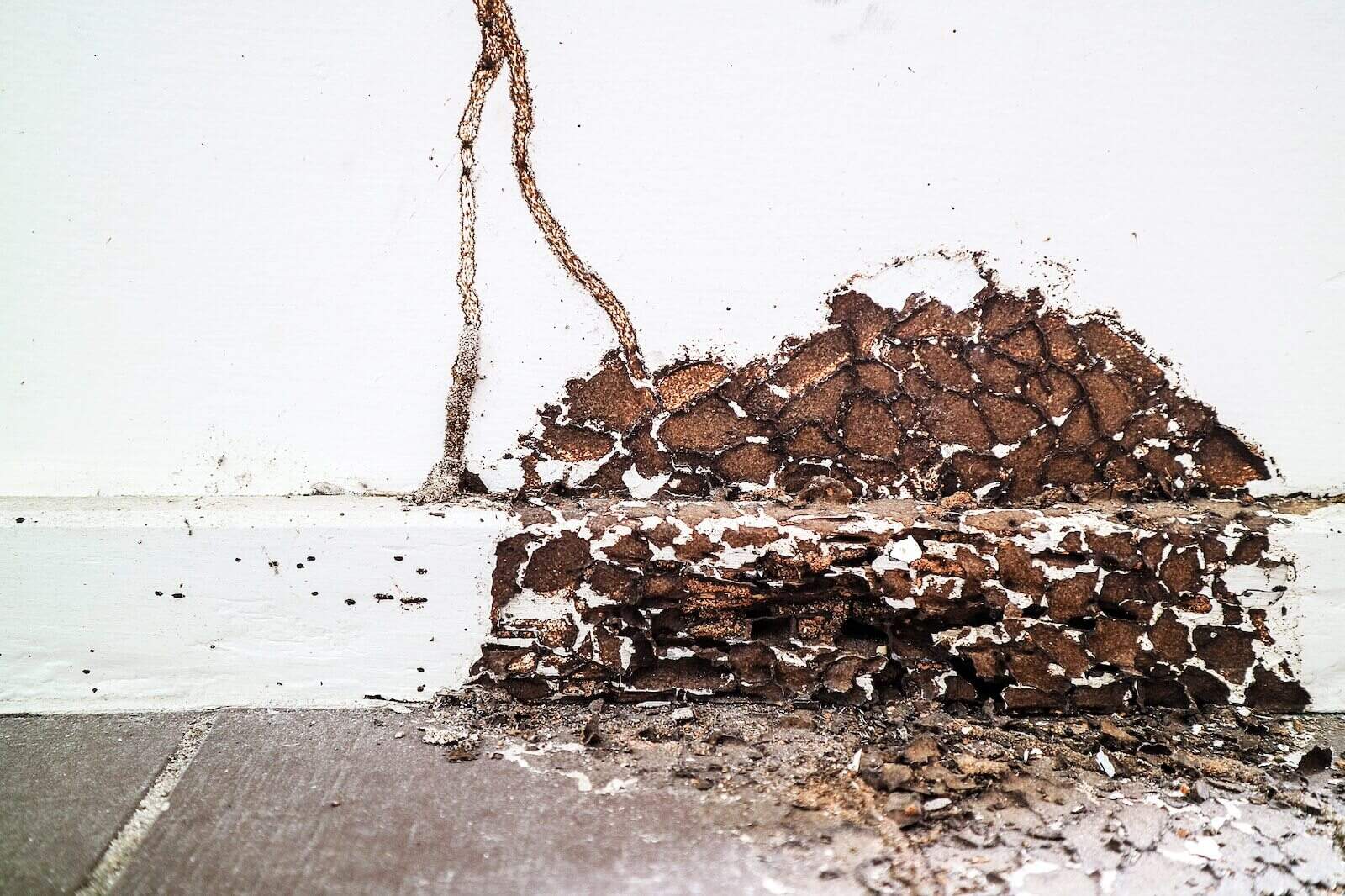 Termite Damage