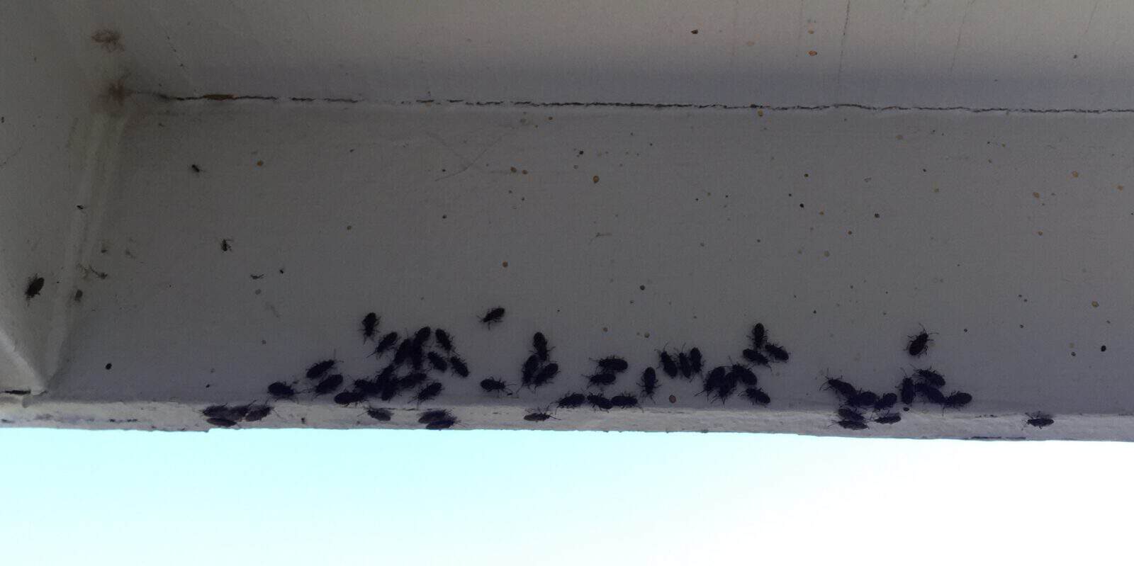 bugs