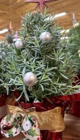 Silver ornaments on frosted evergreen branches in red pots.
