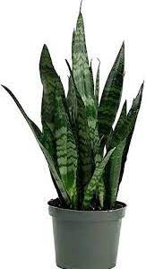 A healthy snake plant with tall, variegated green leaves in a pot.