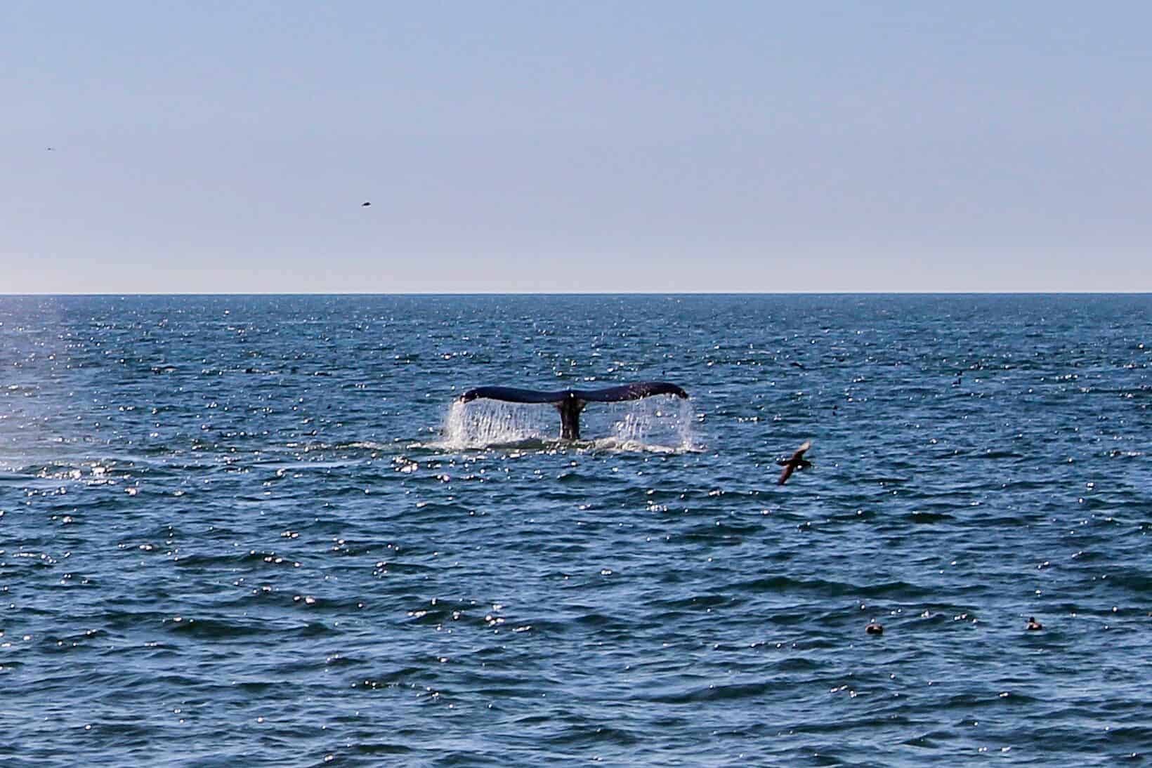 Whale Watching Monterrey