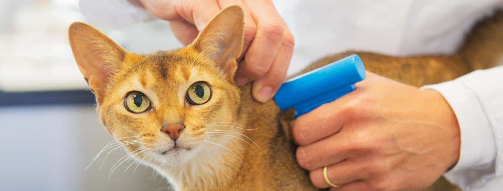 Abyssinian cat getting microchipped