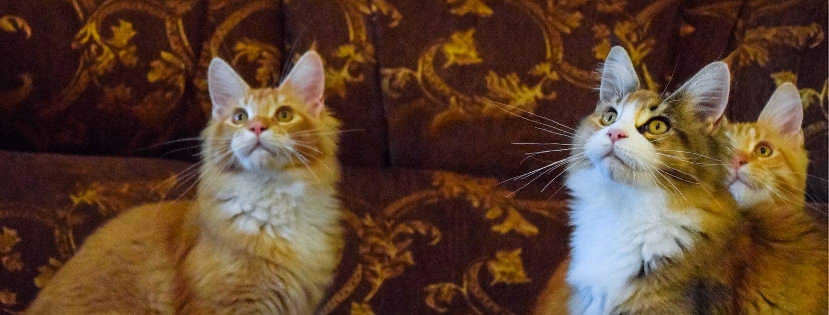 3 red and tortie maine coon cats
