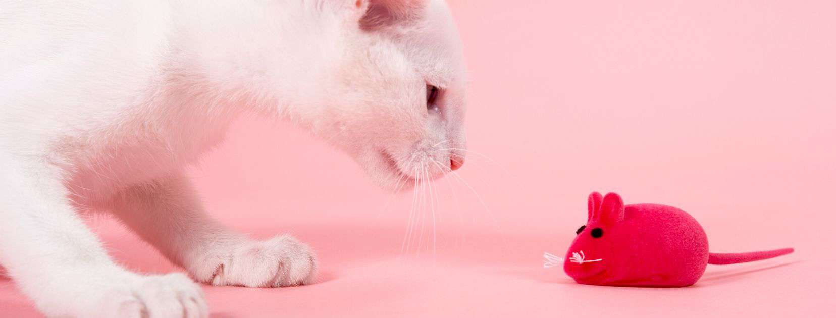 white cat with a magenta toy mouse on a pink background