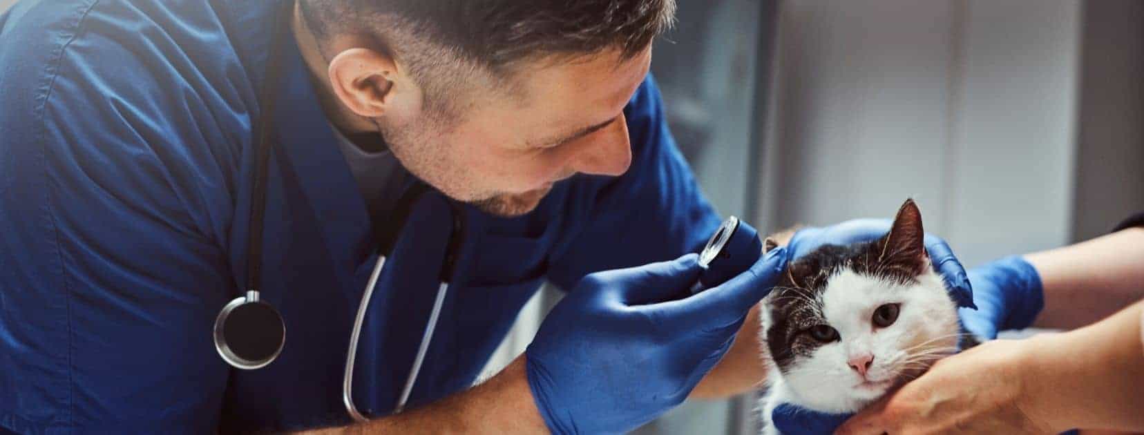 male vet in blue scrubs examining black and white