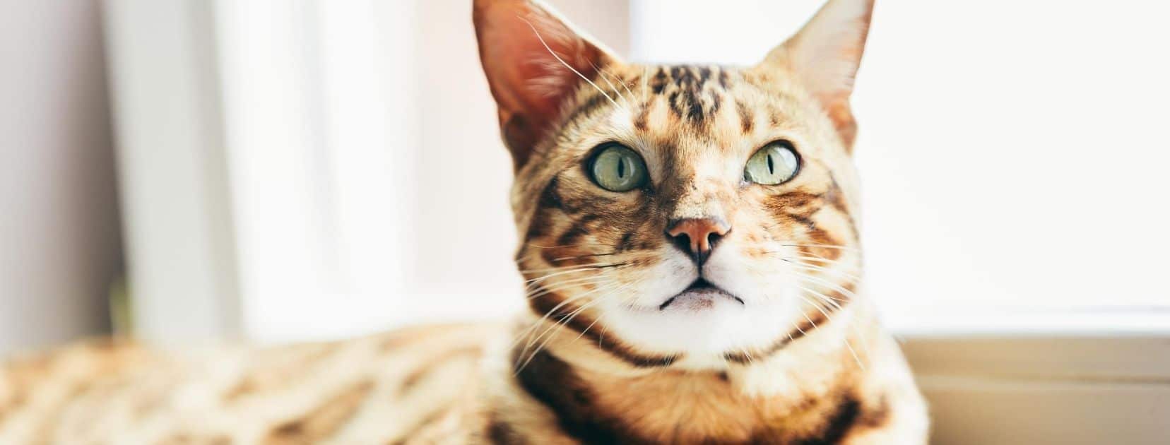 brown bengal cat