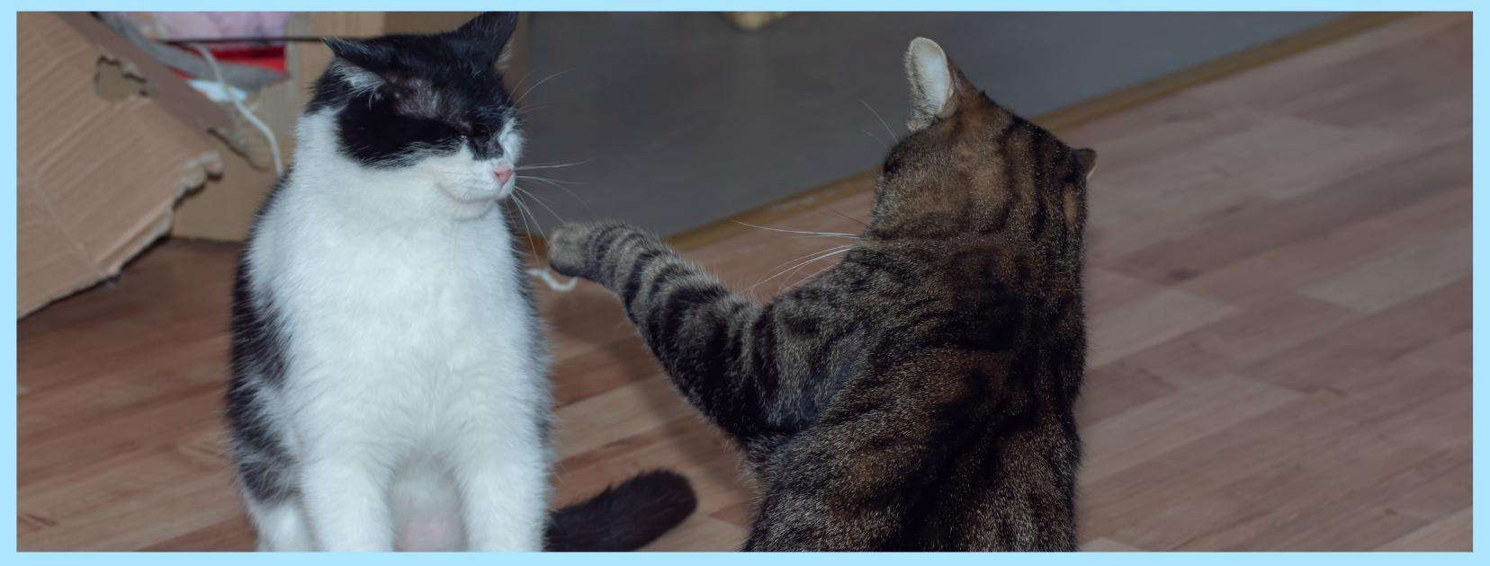 two cats fighting multiple cat household