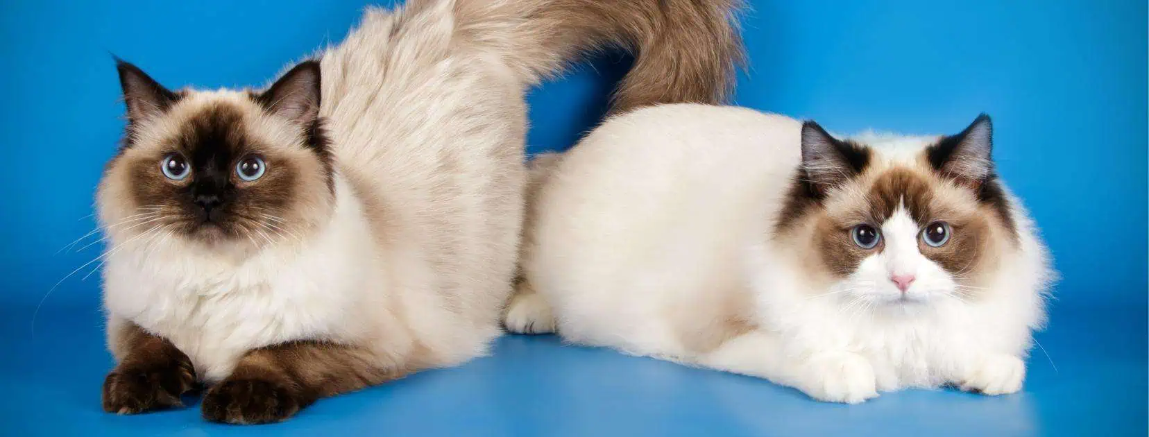 a colorpoint and a bi color ragdoll cat on a blue background