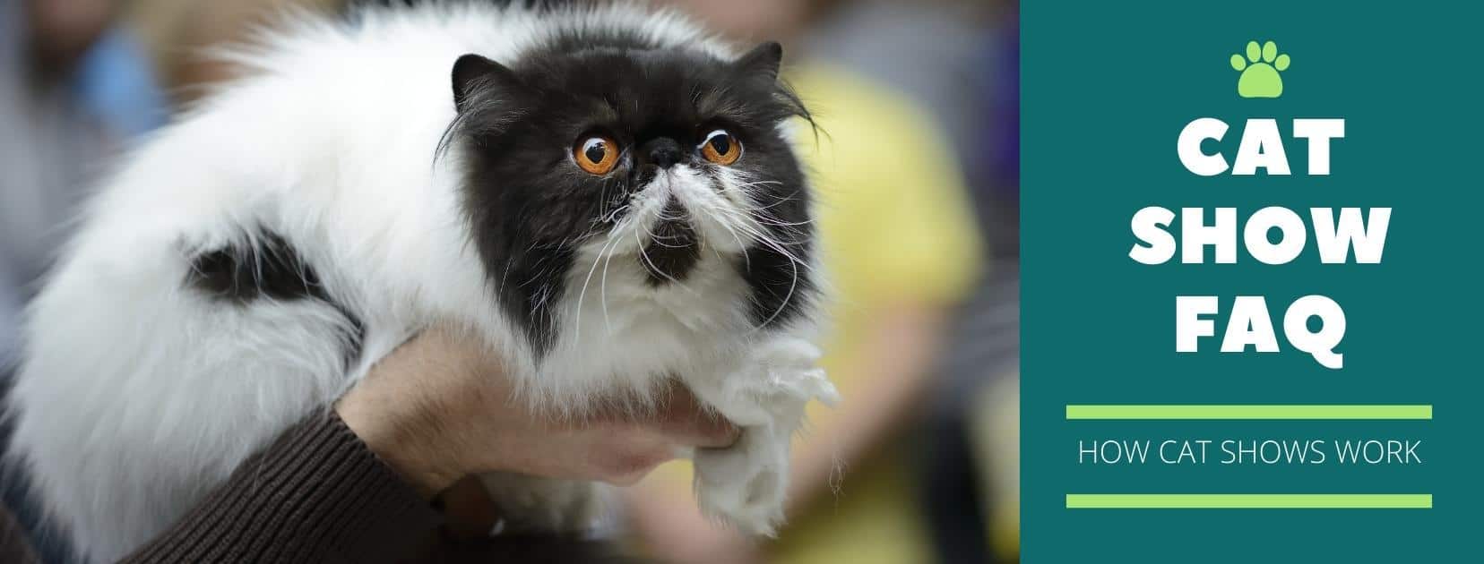black and white persian being lifted as cat show winner