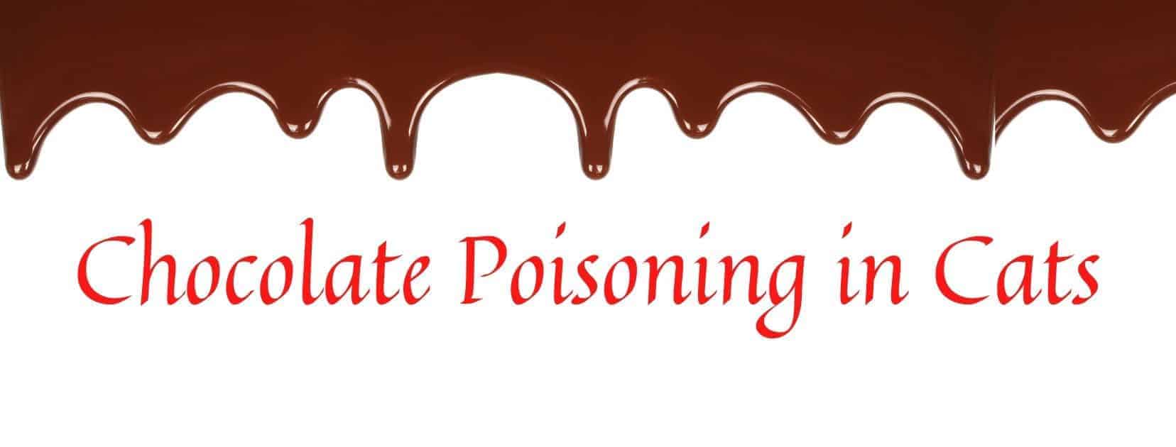 decoative title image for chocolate poisoning in cats