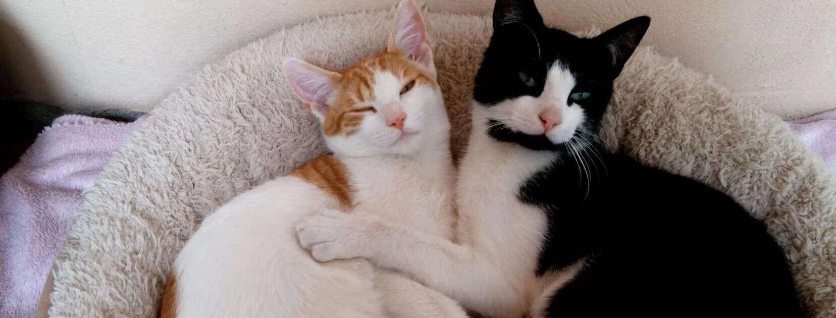 black and white and red and white bonded cats cuddling in a pet bed
