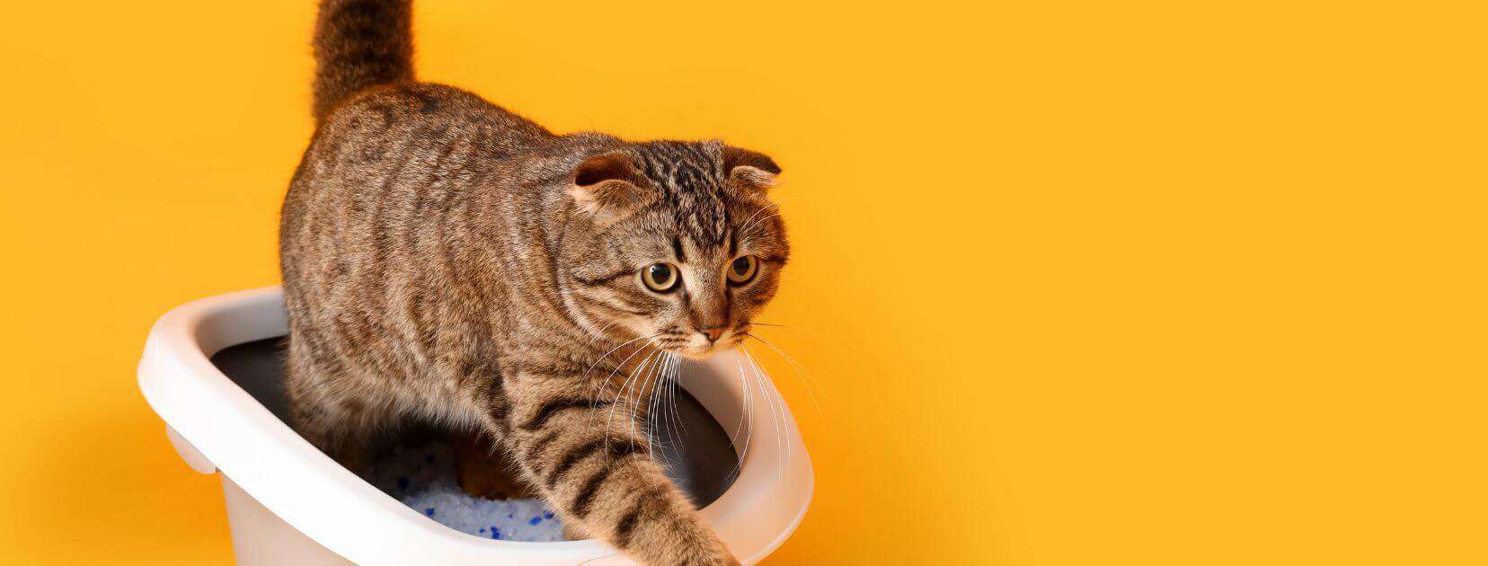 brown tabby in a litter box with crystal litter on yellow background