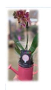 A pink orchid plant in a black pot with a label.