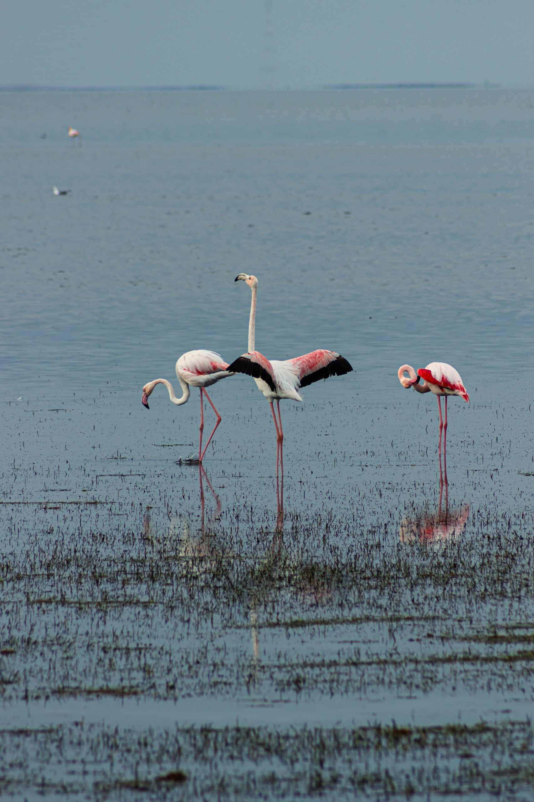 Pink flamingos stand in shallow blue waters. Tunisia travel is how to see the during migration seasons.