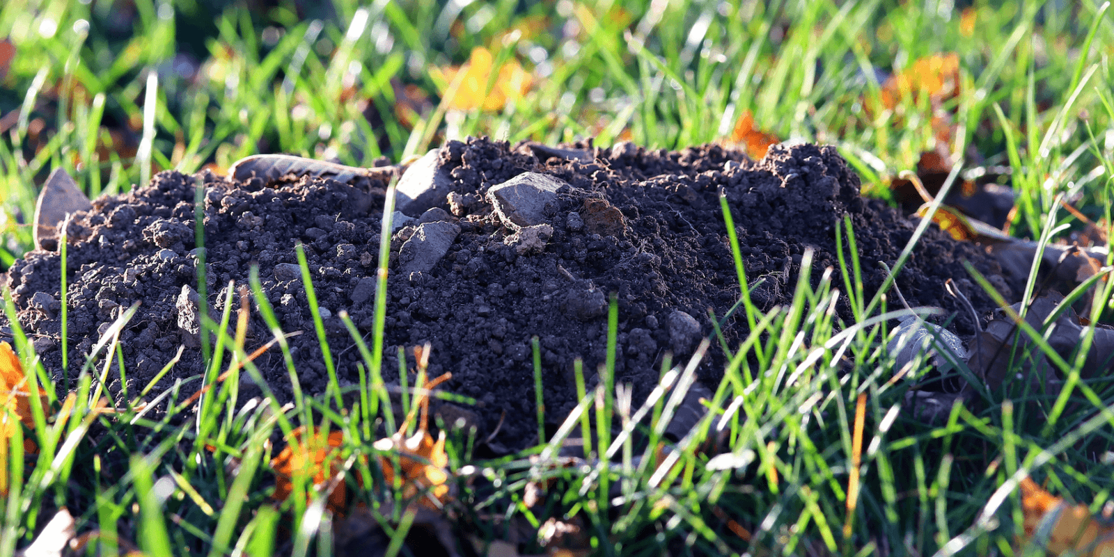Vole or gopher mound