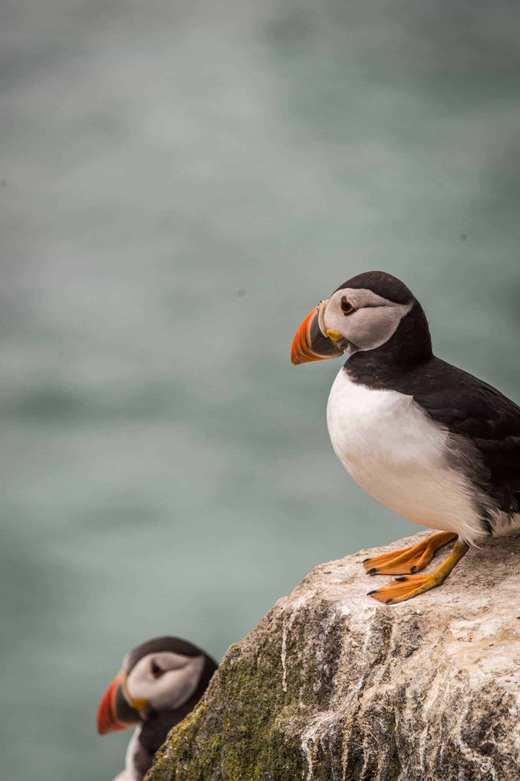 2 Puffins