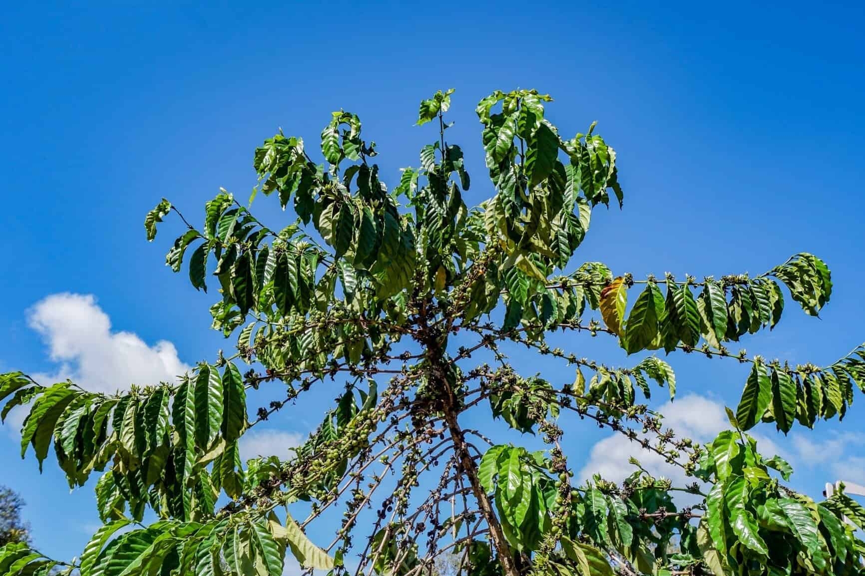 Coffea canephora Baum – Chumphon Robusta Kaffeeplantage