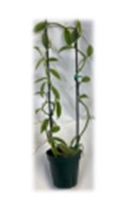 Potted plant with long stems supported by stakes near a window.