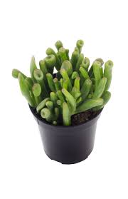 A potted succulent plant with thick, finger-like green leaves.