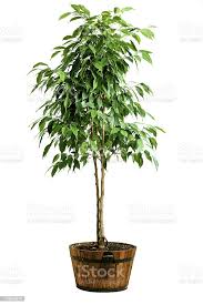 A potted indoor tree with lush green leaves.