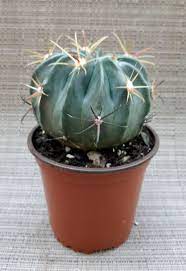 A round cactus with sharp spines in a brown pot.