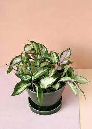 A vibrant potted plant with green and white leaves against a peach background.