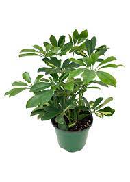A lush green potted plant with broad leaves.