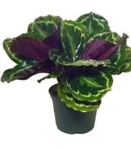A vibrant Calathea plant with green and purple leaves in a black pot.