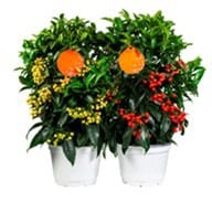 Two potted ornamental plants with vibrant fruits and flowers.