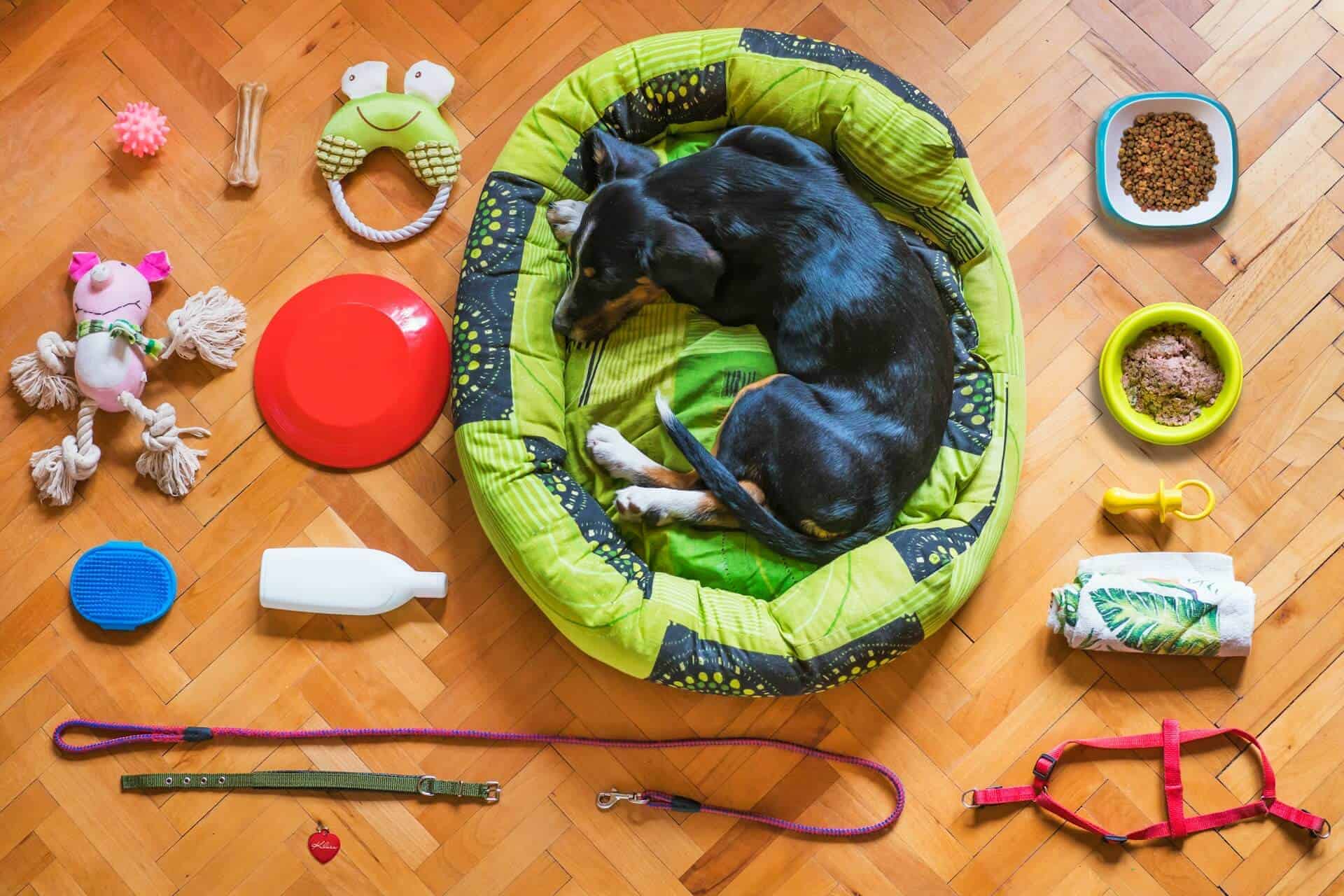How to Choose Dog Gear That Survives Real Life With a Power Chewer