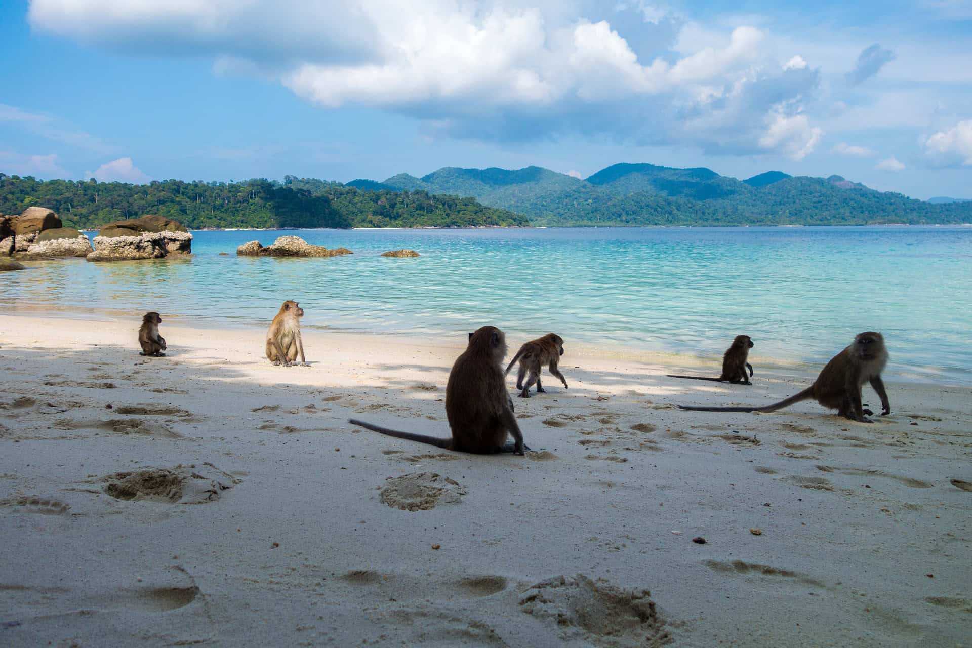 Koh Phangan Bungalow - Freundet euch mit den Affen an, kann ich nur empfehlen Koh Phangan Bungalow - Freundet euch mit den Affen an, kann ich nur empfehlen