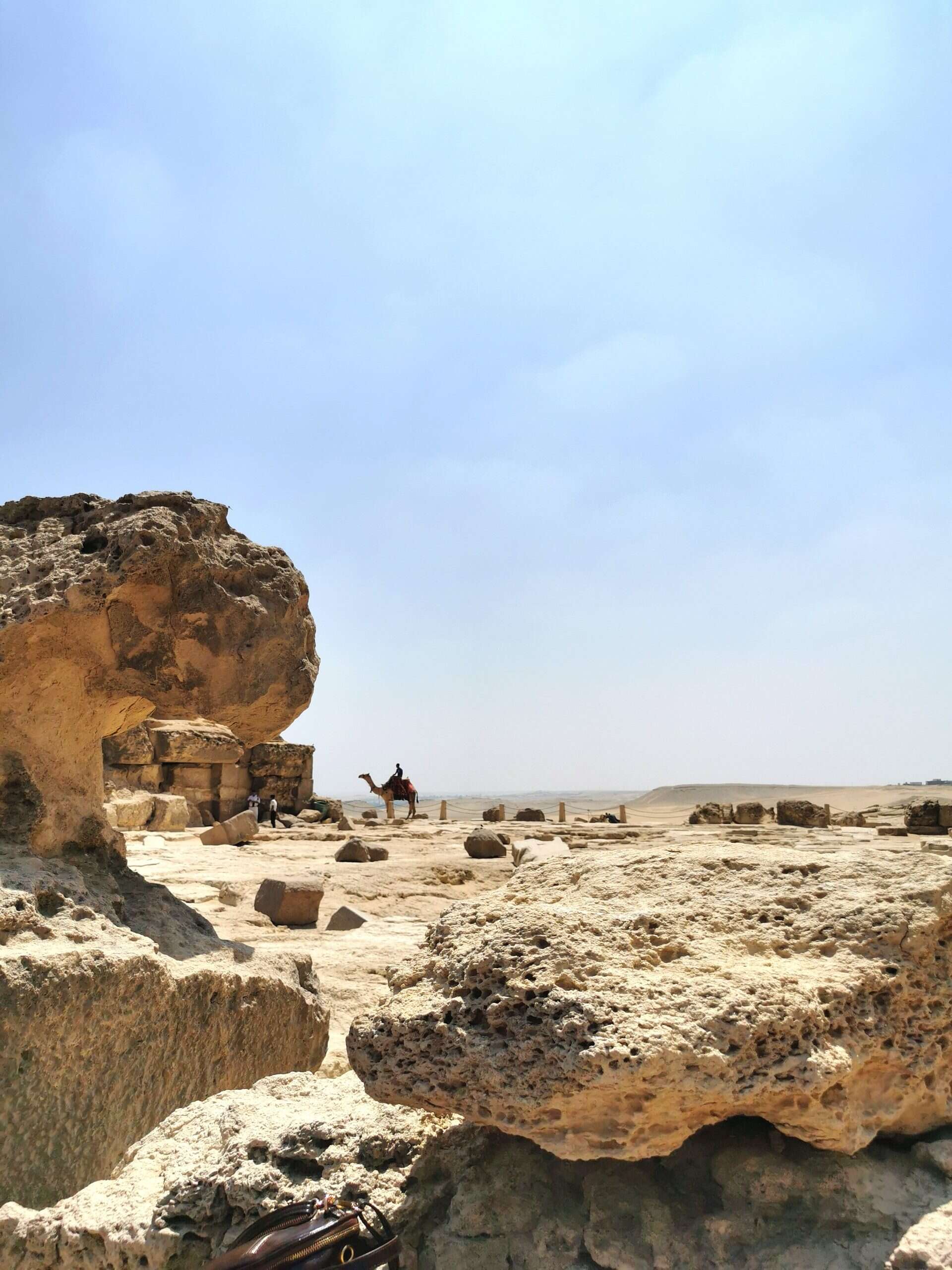 Camel in the desert in Cairo