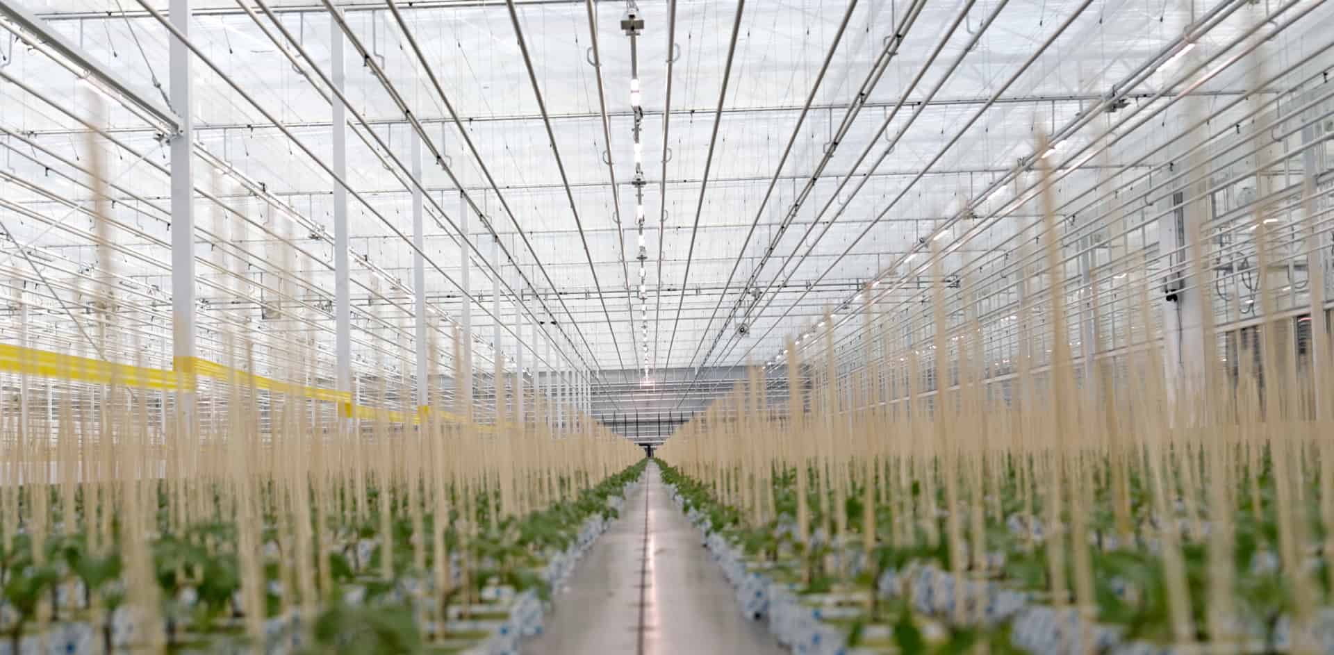 Proplant propagation with MITRA X lights