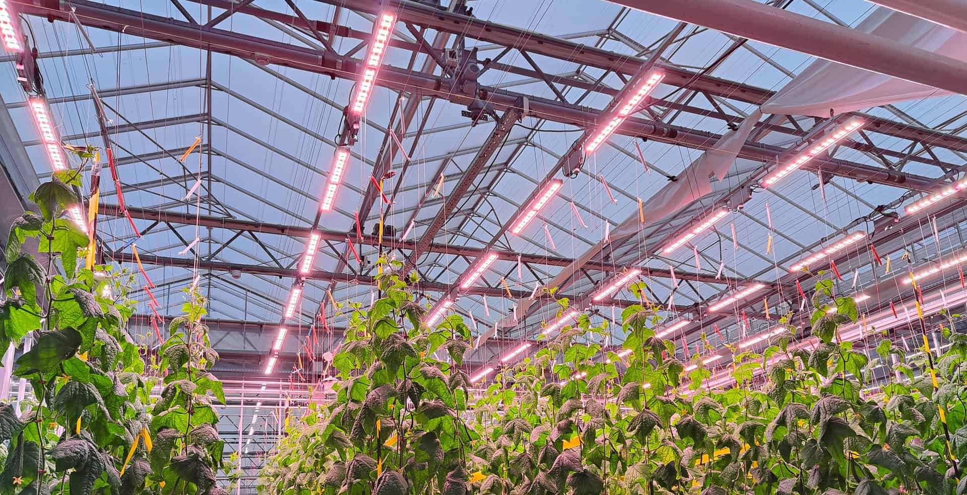 MITRA X LED light at Agrotopia