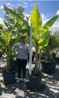 Person in a gray hoodie standing among potted banana plants.