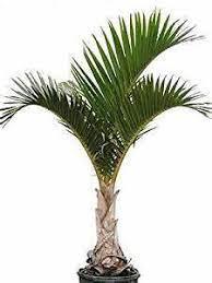 A young palm tree with green fronds and a slender trunk.